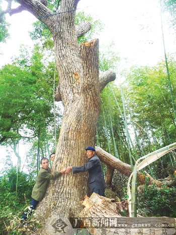 樟树市有多少人口_樟树有多少人口