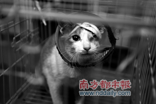 打瞎流浪猫 深大男硕士生遭声讨 其称不堪骚扰