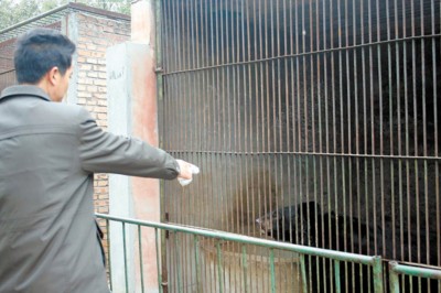 河北9岁童被动物园黑熊咬掉右手