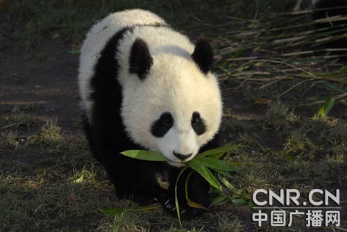 在奥地利出生大熊猫今日回到中国组图