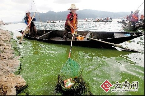 日清垃圾几十吨 巾帼打捞队:滇池"美容师"