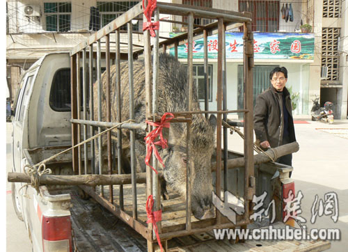 村民逮住大野猪欲贩卖 孝昌民警将其放归大自然