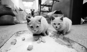 ι������Сè˭���Ӱ�
