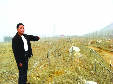 336棵杨树一夜被砍 事发费县刘庄镇黑土湖村,