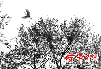 鸟粪掉碗里都舍不得把鸟赶走(图)