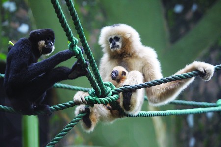 物园摄影大赛冠军揭晓 白颊长臂猿成幸福的一