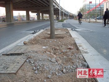 种树用渣滓土?居民很担忧