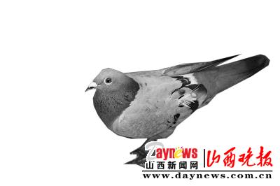 �����Ÿ롰Ѱ�����ˣ�ͼ��