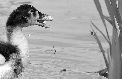 这田螺专啃秧苗 想治它相当淘神