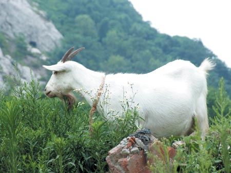 8只山羊把幕府山景区当开心农场