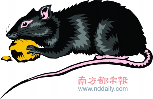 香港邀广州鼠王灭鼠 李镜就两年前就曾受邀赴