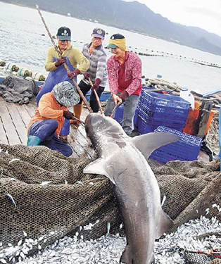 台南部尖山海域疑有鲨鱼出没垦丁景区游客获警告