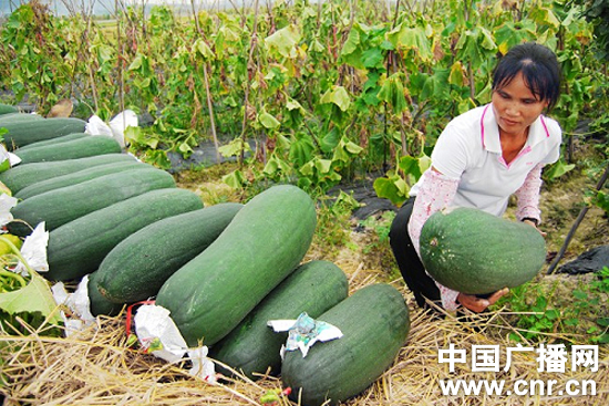 “灿都”逼近广西玉林农民抢收忙