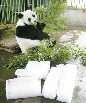 熊猫“泉泉”突然死亡