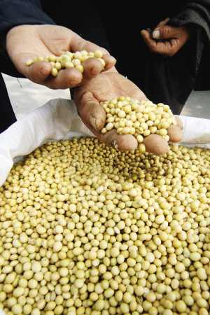 进口大豆几乎压死企业和豆农中国大豆产业路在何方