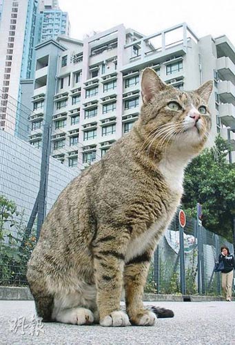 岭南大学“猫祖”病逝称学生集体回忆和挚友良朋