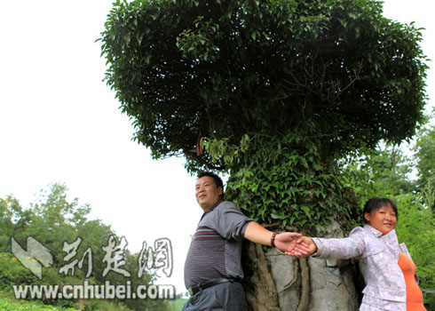 长阳县火烧坪乡一块石头上长大树远看像蘑菇(图)