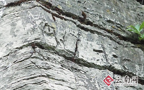 昆明沙朗发现神秘“古石墙”长达百余米高约10米