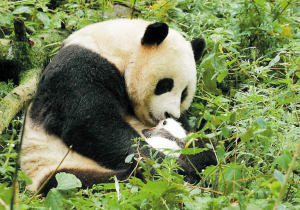 全球首只野化培训基地诞生的大熊猫宝宝满月