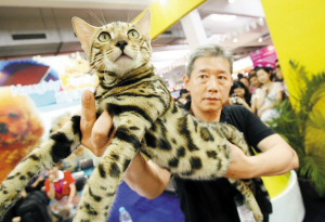 豹猫１０万元