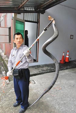 台中市区猛蛇扰民4年来入侵事件数量倍增