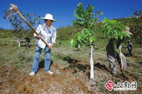 云南中低产林改造半年完成84万亩