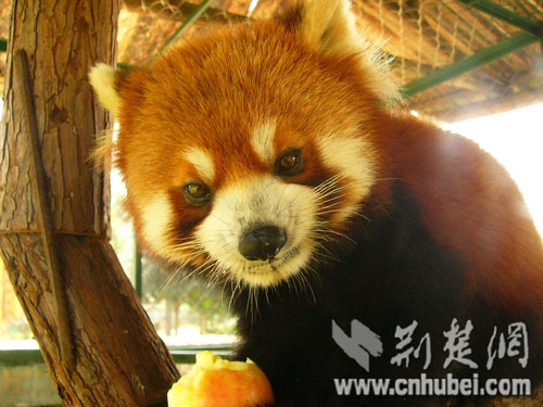 武汉九峰森林动物园引进20多种珍稀动物迎佳节