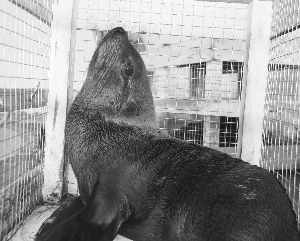 5只非洲海狗安家常州