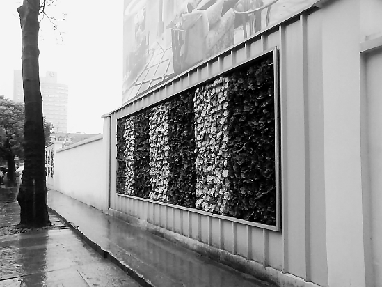 围墙上种着包心菜?