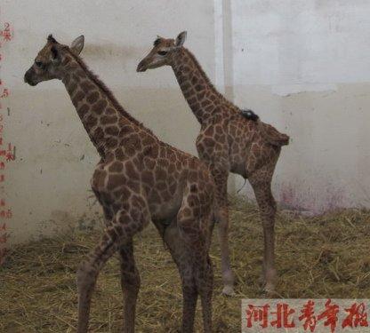 奇长颈鹿产下双胞胎