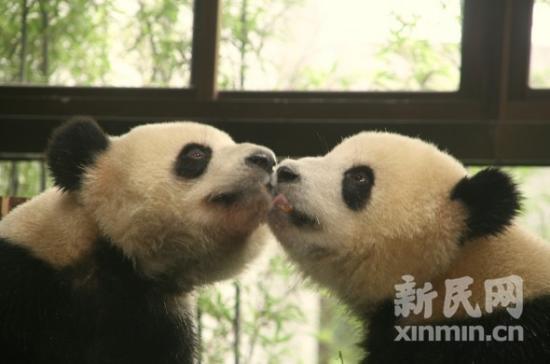 世博大熊猫增重30公斤元旦可去上海动物园看望