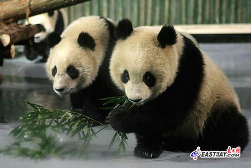 世博大熊猫继续留沪度"童年"市民认养1年4000元