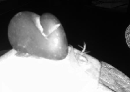 �ղ���ʯ�϶ָ��Ϻӱ�׽ֻ��ʯ�á�