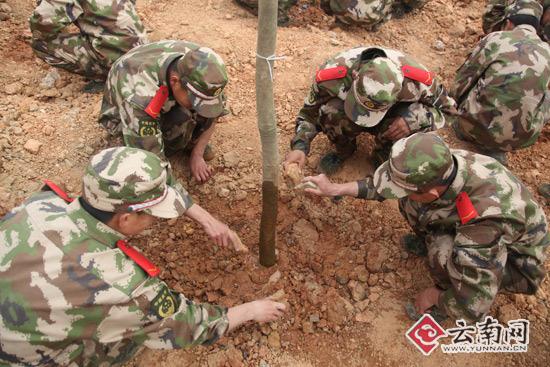 云南消防800官兵小石坝山头种树1000棵妆点家园