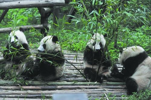 身边有粮熊猫不慌熊猫基地拟建备用竹源基地