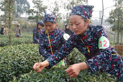 蒲江茶叶香了鲜茶金贵