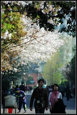 上海都市中"惊艳"的樱花道仿若日本街头