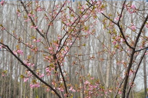 2011上海樱花节现场将现"万株樱花"次第争艳美景