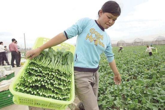 供港蔬菜的安全秘笈