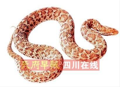 �ҵ�����Ѫ��