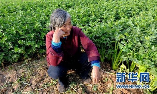 4月18日，面对自家丰收的芹菜，河南中牟县明山路村农民邢素荣因没有销路而愁眉不展。新华社记者 朱祥 摄