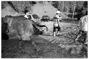 60多头水牛齐聚石林争牛王