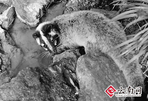 花面狐树林里被下套夹住劫后余生竟频频回头