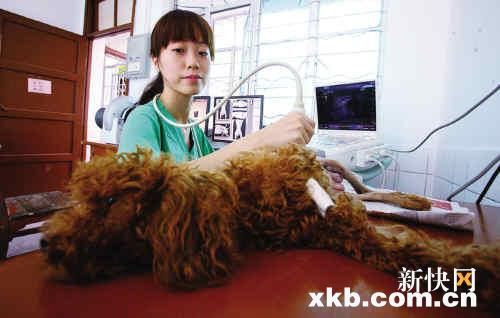 华农打造星级动物医院 宠物看病也能享高科技