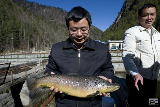 亚东县邀请上海专家开展亚东鱼三倍体诱导专项
