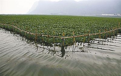 水葫芦或来巢湖"吃"蓝藻