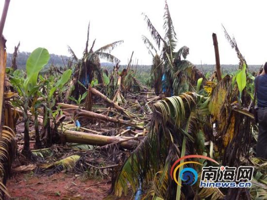 台风纳沙导致海南澄迈3万多亩香蕉被刮倒
