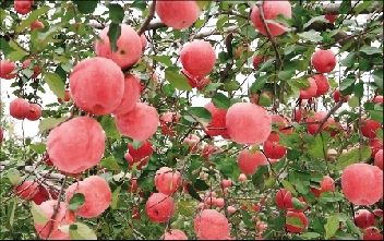 昌平采摘苹果 公布百个果园
