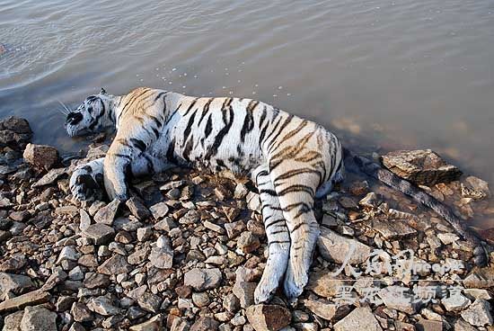 被发现的老虎尸体。（来源：人民网）