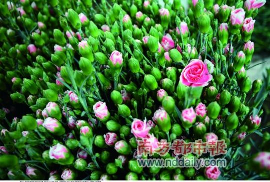 三八节就是母亲节、老婆节康乃馨销量远超玫瑰